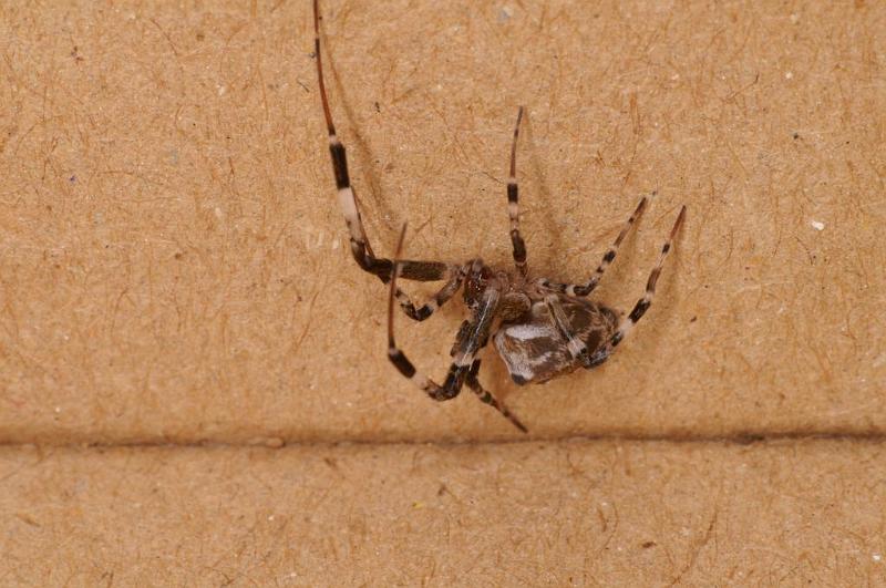 Zosis_geniculata_D7693_Z_89_The Gap_Australie.jpg